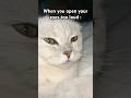 How did you get here?!😹💓🐾 #cat #funny #cute #popular #viralvideo #shorts #trending #fyp #blowup