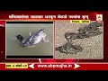 nashik birds get entangled in fish net at nifad