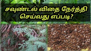 சவுண்டல் விதை நேர்த்தி செய்தல்