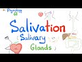 Salivation (Salivary glands: Parotid, Submandibular, Sublingual) | GI Physiology