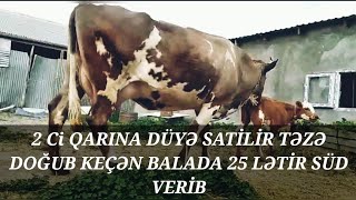 2 Ci QARINA DÜYƏ SATİLİB TƏZƏ  DOĞUB KEÇƏN BALADA 25 LƏTİR SÜD VERİB