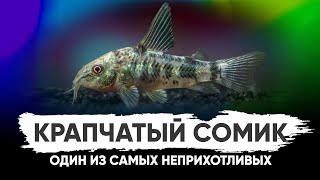 Сом Коридорас крапчатый. Содержание в аквариуме и ареал обитания