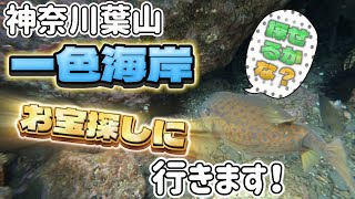 【お宝探検】神奈川県葉山一色海岸に素潜りでお宝を探しに行きました！前編💰🪼