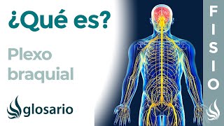 PLEXO BRAQUIAL| Qué es, ubicación, dónde se origina y termina, ramificaciones, inervación y lesiones