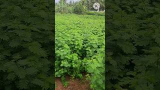 வேலி மசால் 🌱🌿 #shorts Village Farming