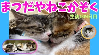 まつだやねこかぞく@mzda006 生後109日目 #子猫 #こねこ #kitten #kittenvideos  #猫 #ねこ #cat   #元野良猫 #保護猫 #多頭飼い #コスプレ #着ぐるみ