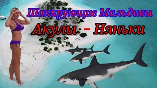 Шокирующие Мальдивы. Акулы няньки.