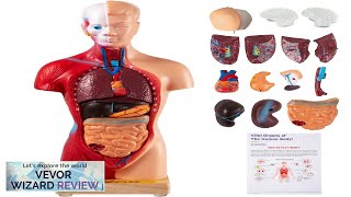 VEVOR Human Body Model 15 Parts 11 Inch Human Anatomy Model Medical Review