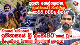 එතෙක් මෙතෙක් ඉතිහාසයේ ශ්‍රී ලංකාවට ගෙන් වූ මිල අධිකම German Shepherd සුනඛයා| Biggest German shepherd