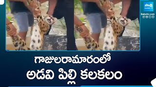 Jungle Cat: గాజులరామారంలో అడవి పిల్లి కలకలం | Gajularamaram | @SakshiTV