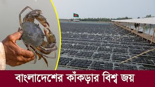 বিশ্ব জয় করল বাংলাদেশের কাঁকড়া !! রপ্তানি আয় শত কোটি টাকা !! Crabs farming in Bangladesh