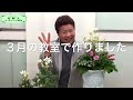 フランネルフラワー根をくずすときは葉を減らすと元気です【花ズバっ】1旬の花とその使いかた紹介始めます 花創人ガーデニング教室