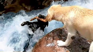Empathic Animals That Helped Other Animals