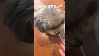 焼き芋を食べる小さい犬の食いつきがすごいのがこちらです