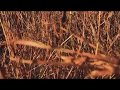 Aeon Waves - Home (Official Music Video)