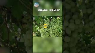 新疆水果的“甜蜜大比拼” | 纪录新疆