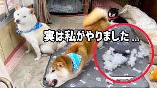 犯人(犬)は常に犯行現場におるw #白柴 #柴犬 #shiba