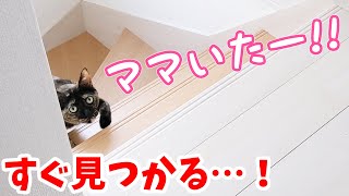 ついに呼ばなくても来るようになった甘えん坊なサビ猫