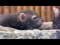 元気いっぱいヤブイヌの双子の赤ちゃん（ヤブイヌ／bush dog）