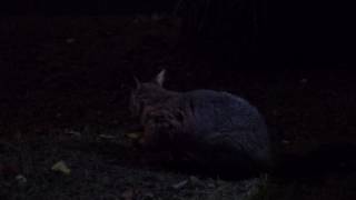 The Brushtail Possums of Flagstaff Gardens