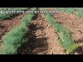 मठरी सौंफ की खेती । મઠરી સિયારું વરિયારી । mathari saunf fennelseeds farming agriculture kisan