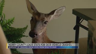 Horry County has become the epicenter for South Carolina deer-vehicle crashes