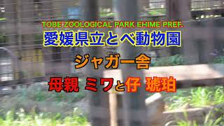 とべ動物園 南米獣舎 ジャガーの母と仔「ミワ」と「琥珀」 20240907