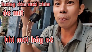 #4 hướng đẫn nuôi chim ốc mít khi mới bẫy về bảo đảm anh em làm theo mình là sống 100% nha anh em