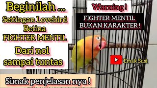 SETTINGAN LOVEBIRD BETINA FIGHTER MENTIL