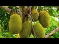 ಹಲಸಿನ ಹಣ್ಣಿನ ಉಪಯೋಗಗಳು ಮತ್ತು ತಳಿಗಳು. agriculture jackfruit type forjackfruits jackfruitchips.