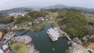 貴志川線と大池遊園の桜