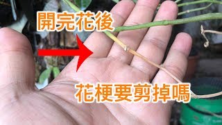 蘭花 開完花後 花梗要剪掉嗎？讓我們來看看 如果沒有動會怎麼樣呢？