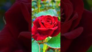 Lovely Red Roses 🌹#love #rosesflowers #shorts