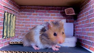 Halloween Hamster Obstacle Course,  Hamster Escape From Jail - DIY Hamster Labyrinth