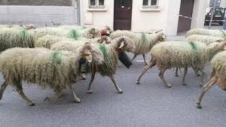 Transhumance 2021 vallée d'Ossau Laruns