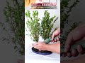 Making a Forest Bonsai