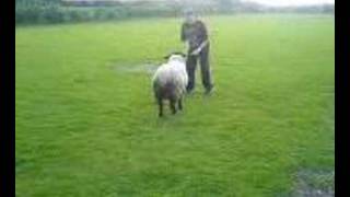 deanshanger sheep rodeo