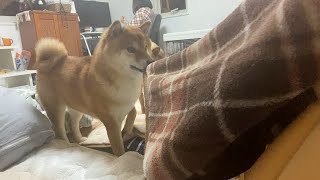 Shiba Inu's gentle behavior that rushes to the owner's pinch