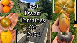 Fantastic Dwarf Tomatoes you must taste