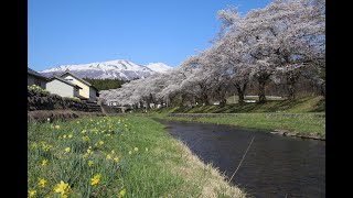 遊佐町 中山河川公園の桜 2022