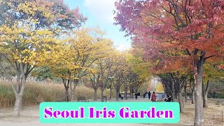 Autumn walk in SEOUL IRIS GARDEN #seoulirisgarden @jllifestyle