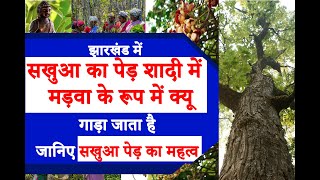 क्या साल और सखुआ एक ही है?/साल वृक्ष का दूसरा नाम क्या है?/साल का पेड़ इतना खास क्यों है?sakhua(sal)