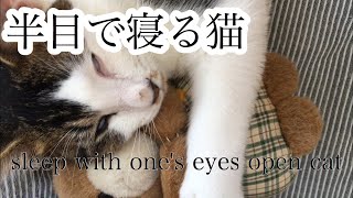 せっかく可愛いぬいぐるみと寝ているのに半目で寝だす猫 sleep with one's eyes open cat.