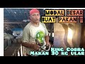 King Cobra menghabiskan 30 kg ular !! King Cobra Gondrong Labanan makin besar dan ganas !!