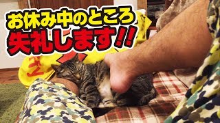 スヤスヤ寝ている猫にイタズラしてみた！〜I played with the sleeping cat！〜