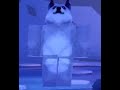 Roblox Epic bossfights - Find The Doge Heads 2 (Yeti Doge)