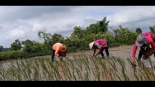 บ่าวฝั่งลาว น้องเขยหล่า มาดำนาส่อย 》 ນ້ອງຊາຍນ້ອງສາວນ້ອງເຂີຍມາດຳນາຊ່ອຍ