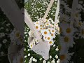 Everyone's favorite daisies🌼|#respect #shortvideo #shorts #flowers #beautiful