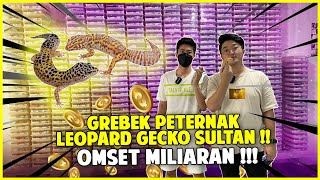 GREBEK PETERNAK TOKEK SULTAN !! 10.000 EKOR PER TAHUN