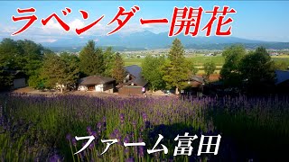 【ラベンダー開花】　inファーム富田　『北海道　富良野』